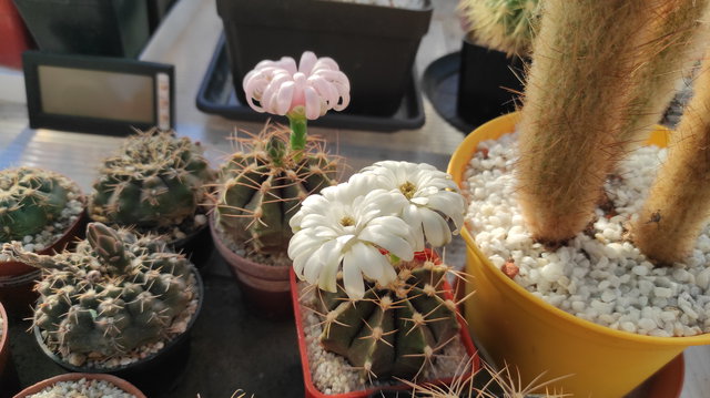 9 - Gymnocalycium 06