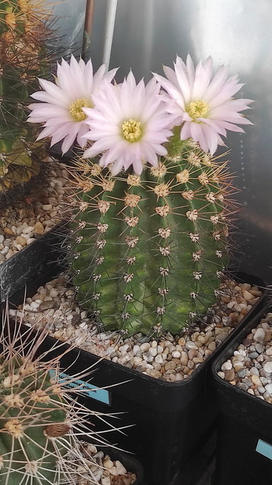 6-22 - Acanthocalycium Violaceum   09