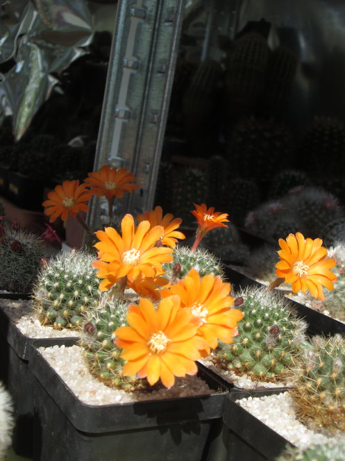 6-22 - Aylostera flavistyla 05