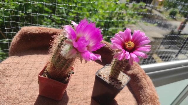 6-22 - Echinocereus 06