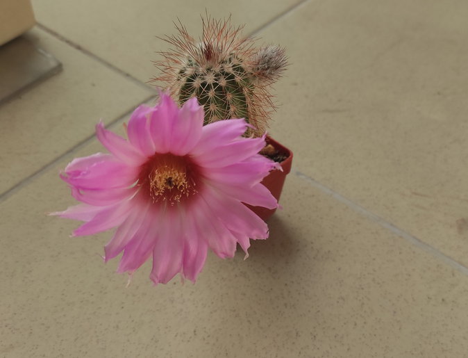 6-22 - Echinocereus baileyi 03