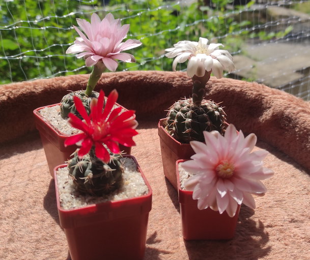 6-22 - Gymnocalycium  14