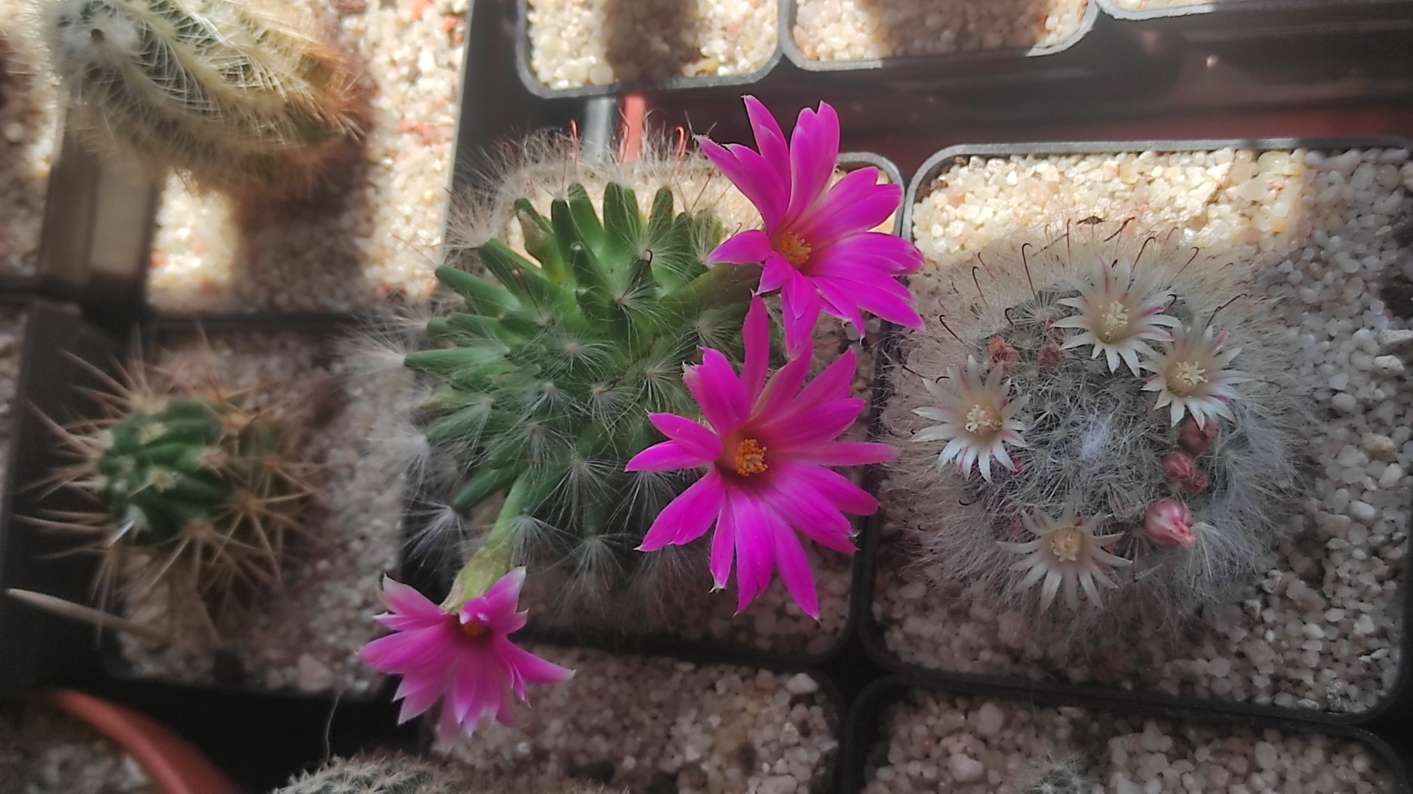 6-22 - Mammillaria 09