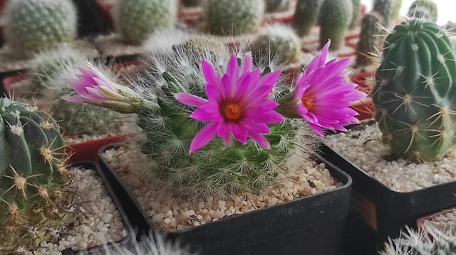 6-22 - Mammillaria guelzowiana 04