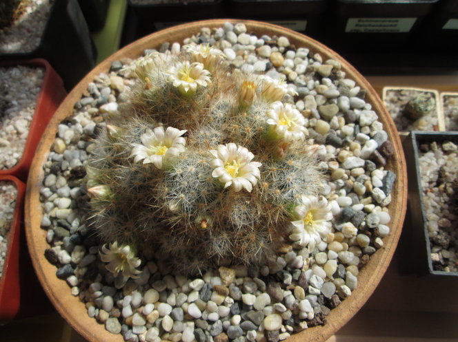 6-22 - Mammillaria prolifera 01