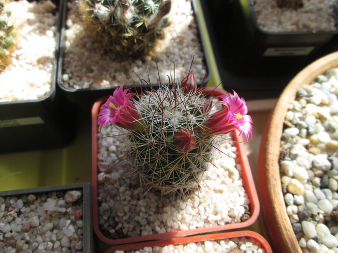 6-22 - Mammillaria Zeilmaniana 02