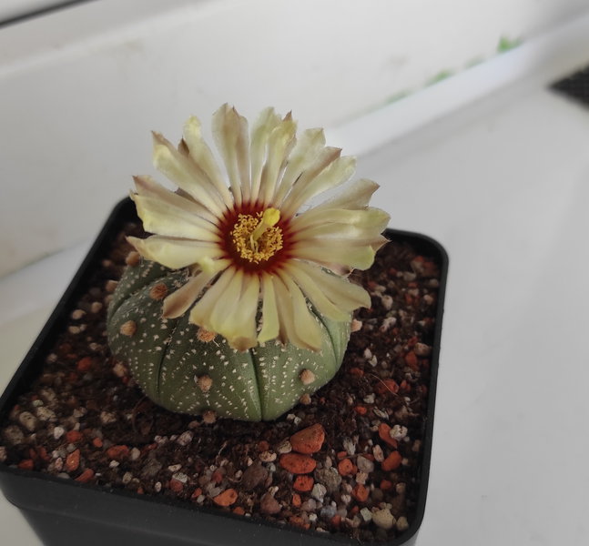 7-22 - Astrophytum asterias 01