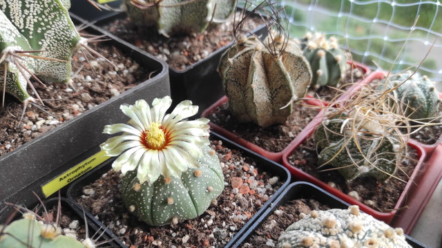 7-22 - Astrophytum asterias 05