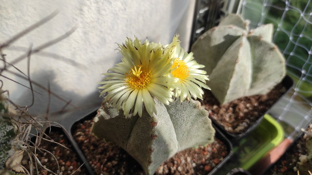 7-22 - Astrophytum Myriostigma  v.strongylogonum 03