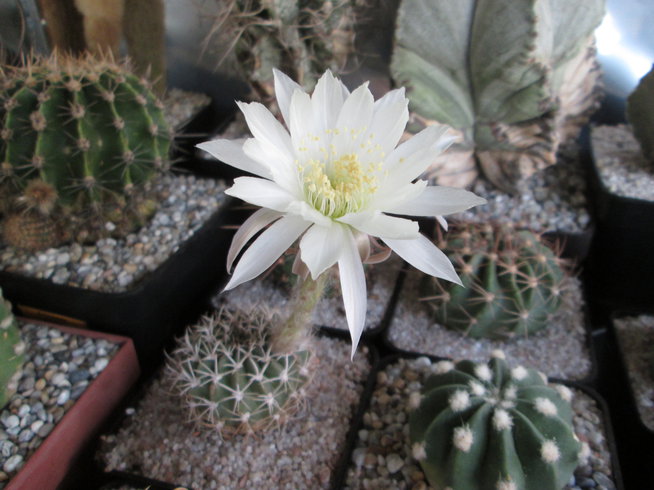 7-22 - Echinopsis Kratochviliana 01