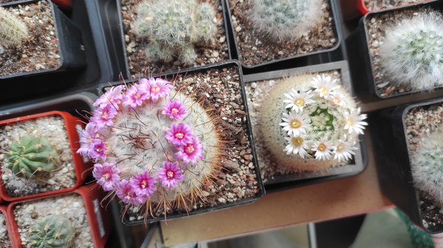 7-22 - Mammillaria 11