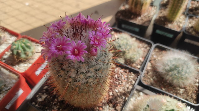 7-22 - Mammillaria bombycina 09